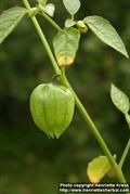 Mexican groundcherry ، Wild Tomatillo